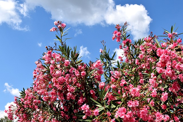 Portugese laurier in volle bloei: een lente viering in je tuin